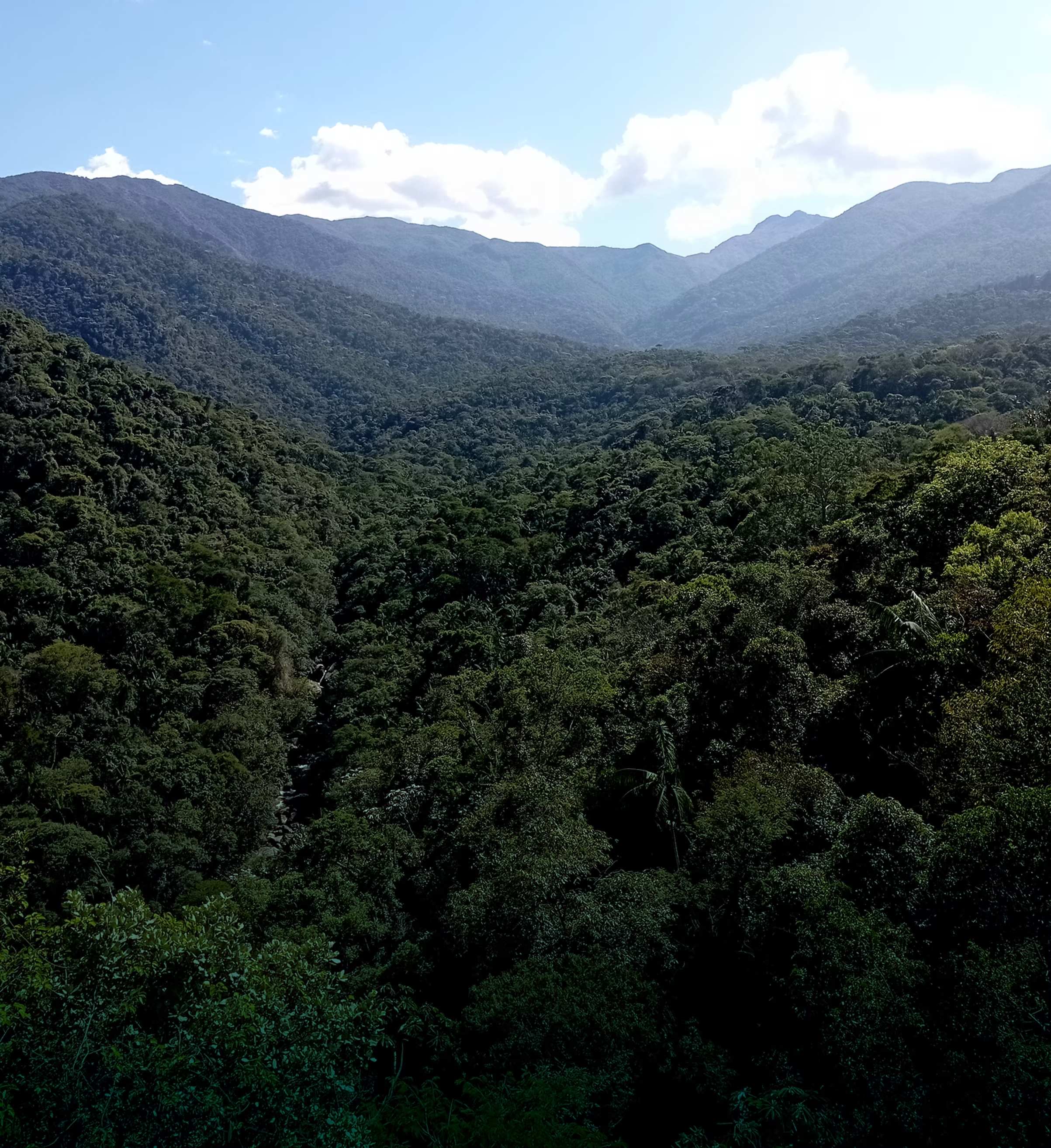 Brazilian Atlantic Forest