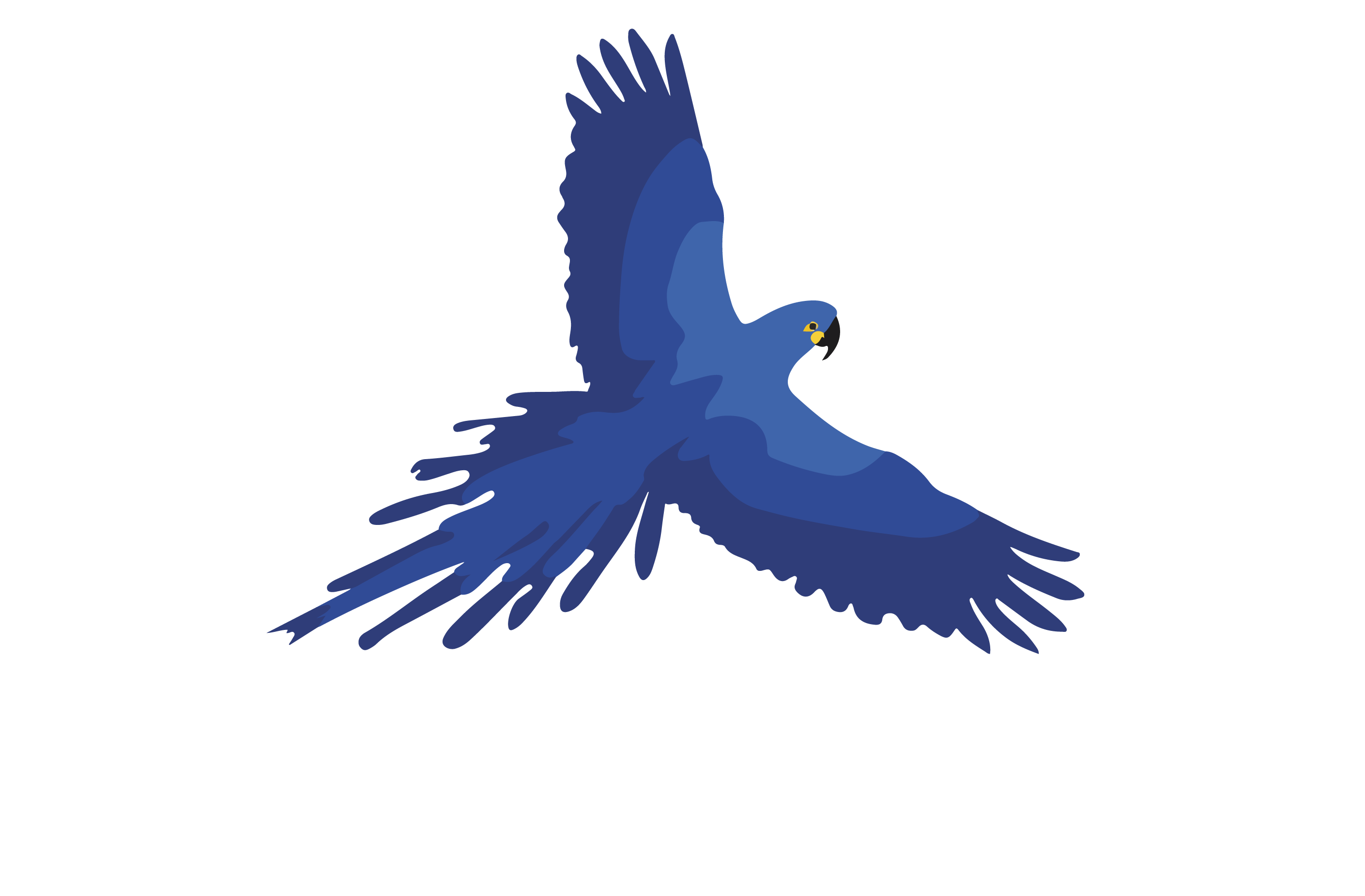 Brazil Birding Experts