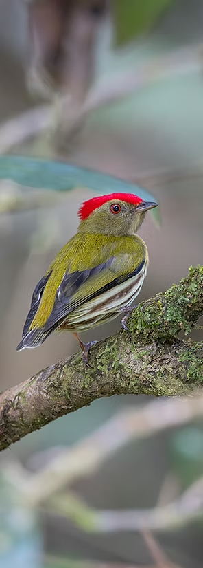 Red-crowned Manakin