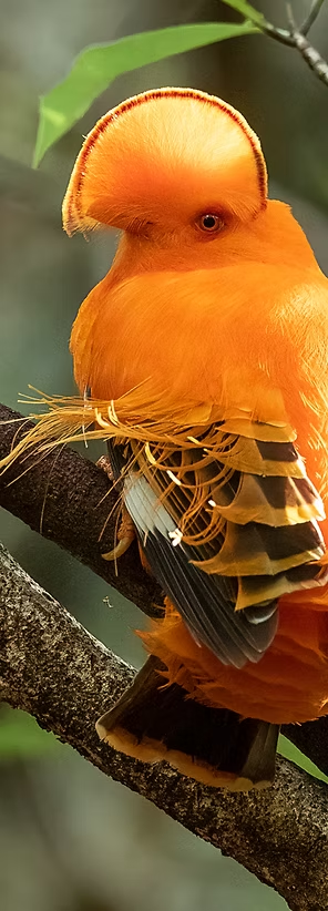 Guianan Cock-of-the-rock