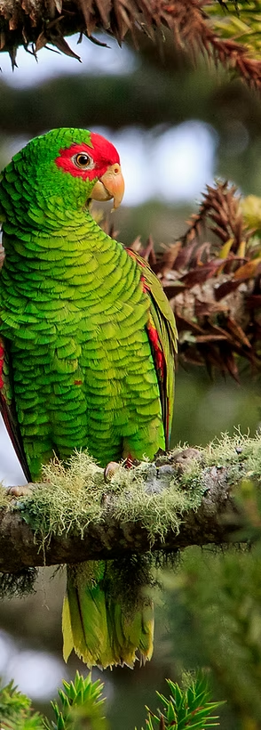 Red-spectacled Amazon