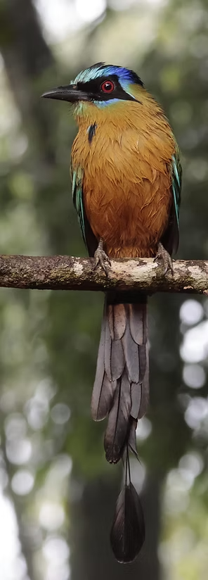 Motmot