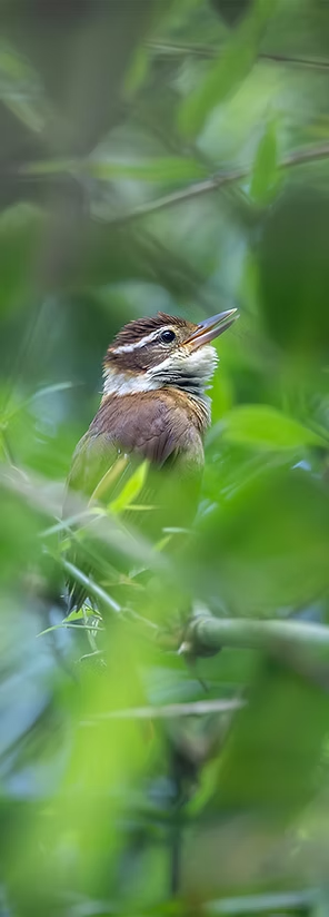 Small forest bird