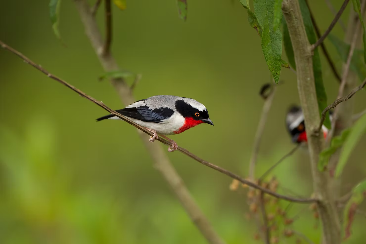 Cherry-throated Tanager