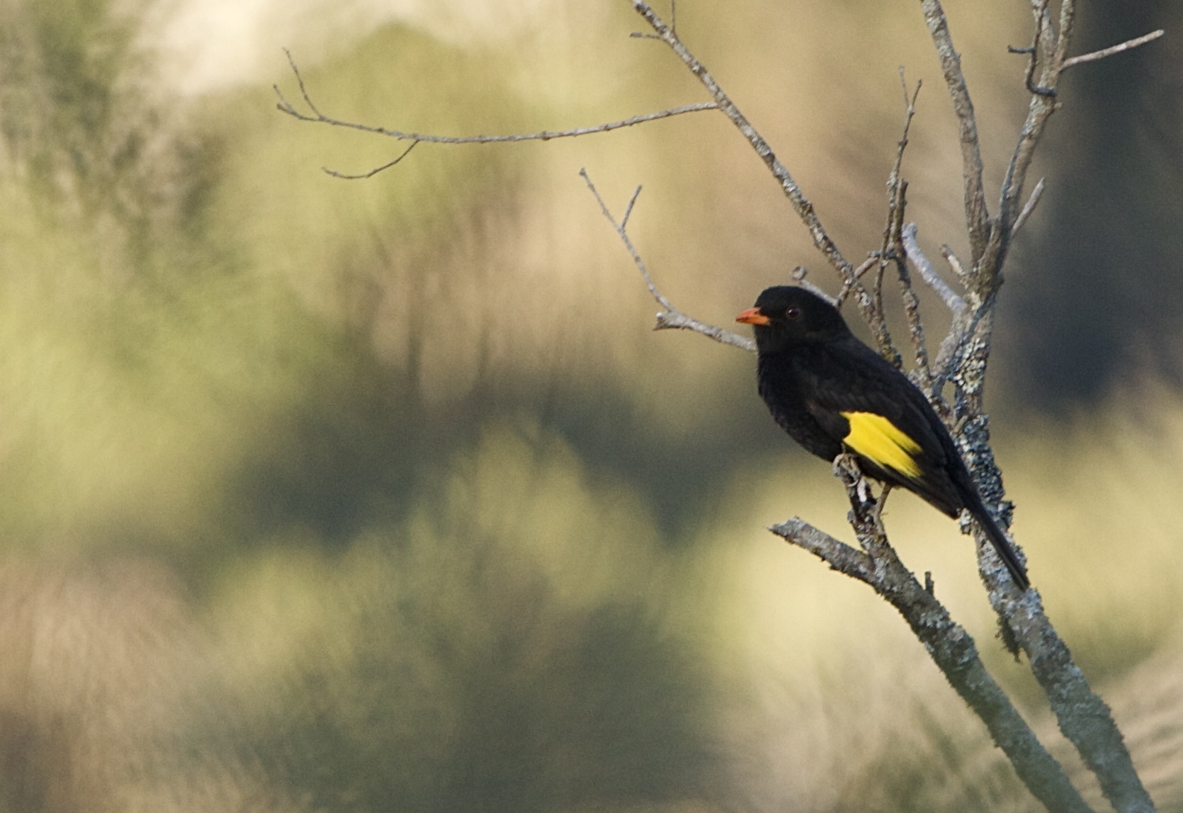 Black bird with yellow wings