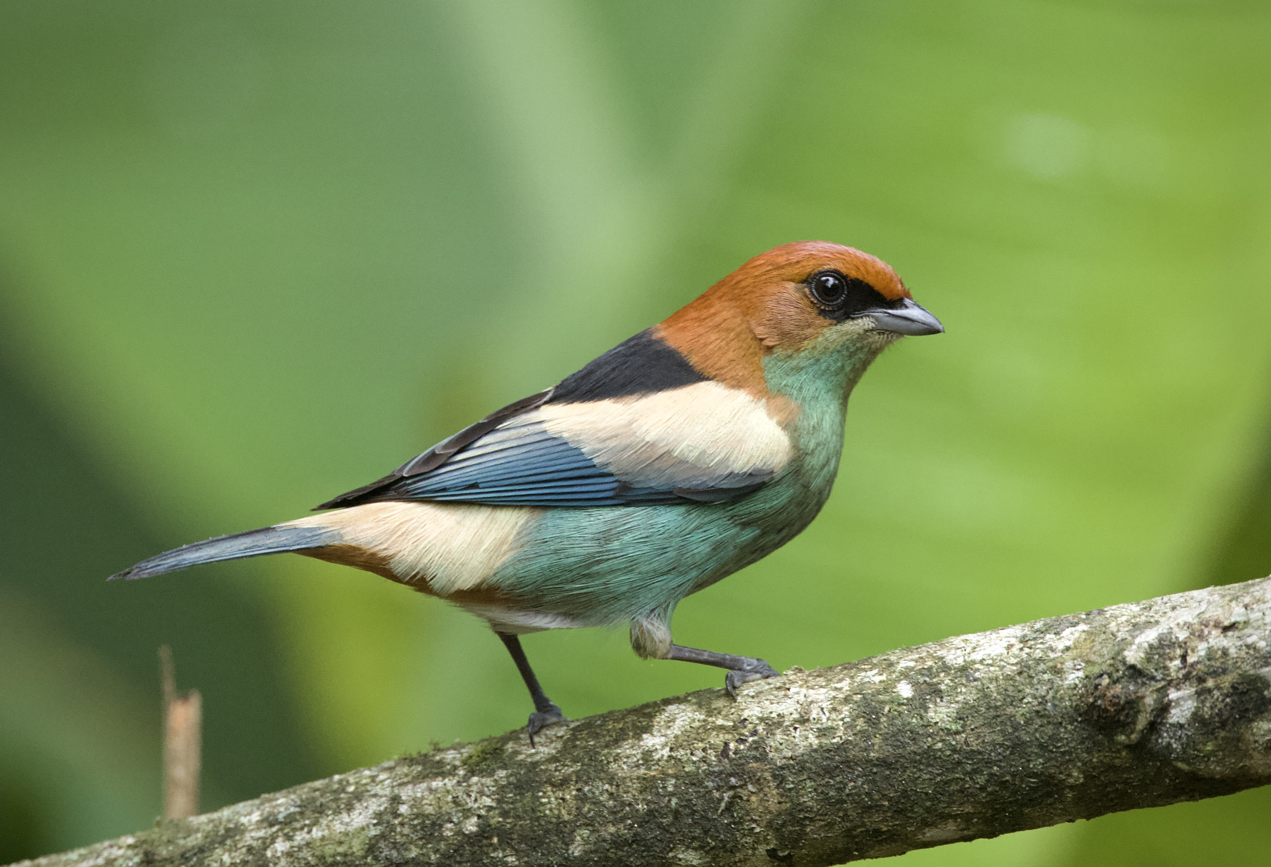 Colorful tanager bird