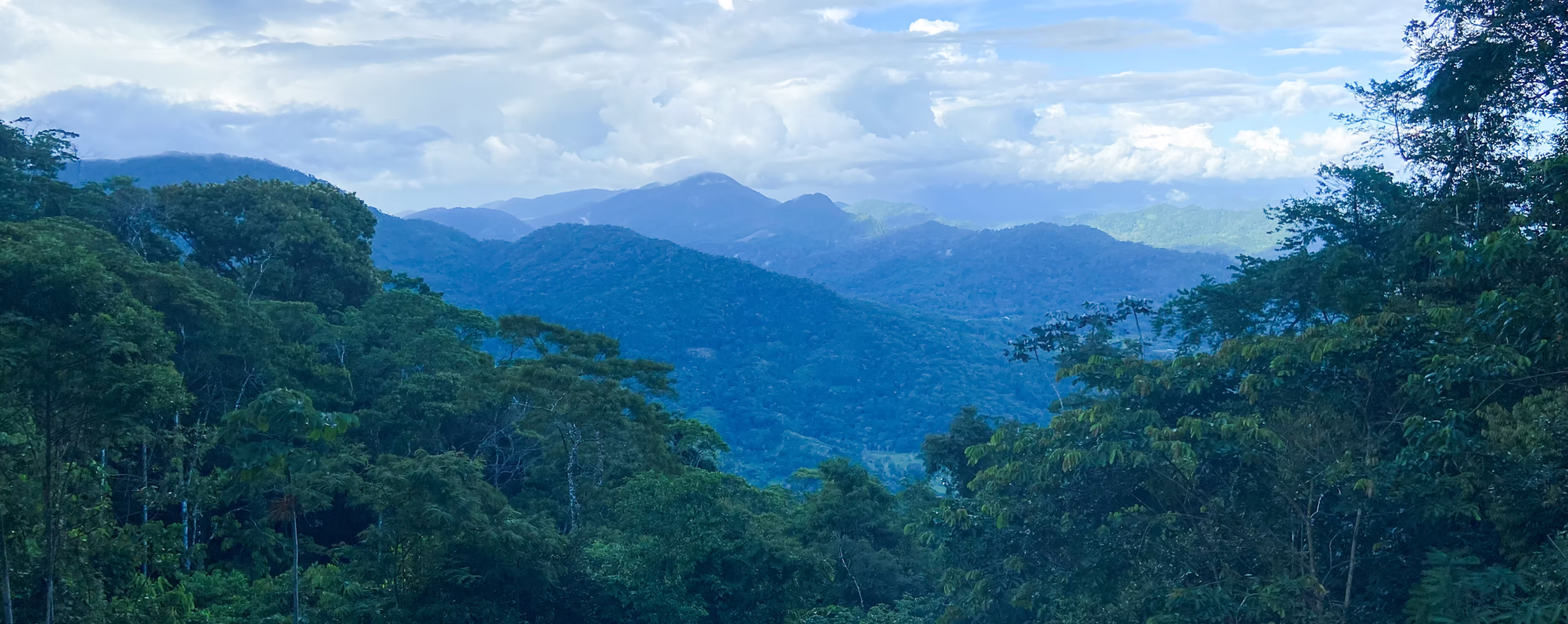 Misty mountains covered in lush green forest