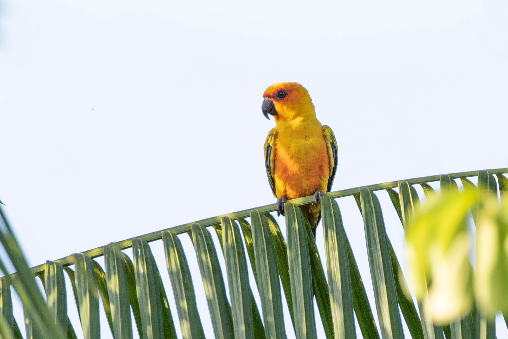 Nature photo 6