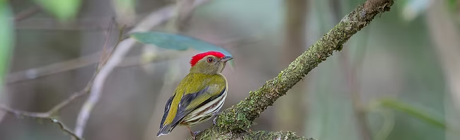 Red-crowned Manakin