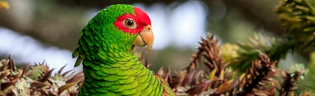 Red-spectacled Amazon