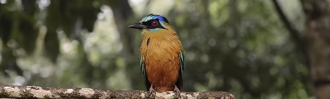 Motmot