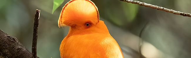 Guianan Cock-of-the-rock