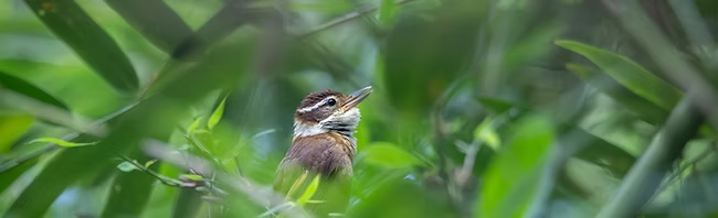 Small forest bird