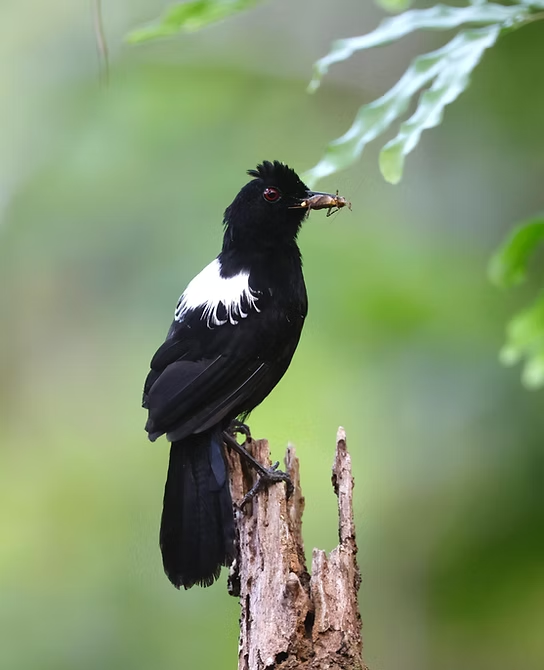 Pernambuco Center of Endemism