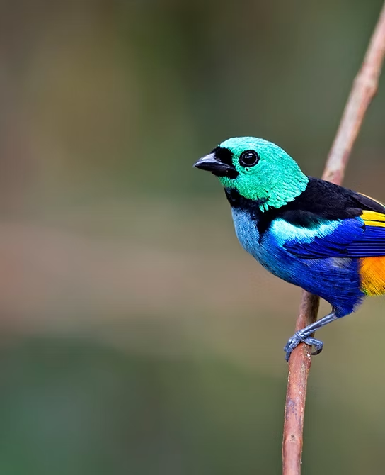 Lear's Macaw at Canudos