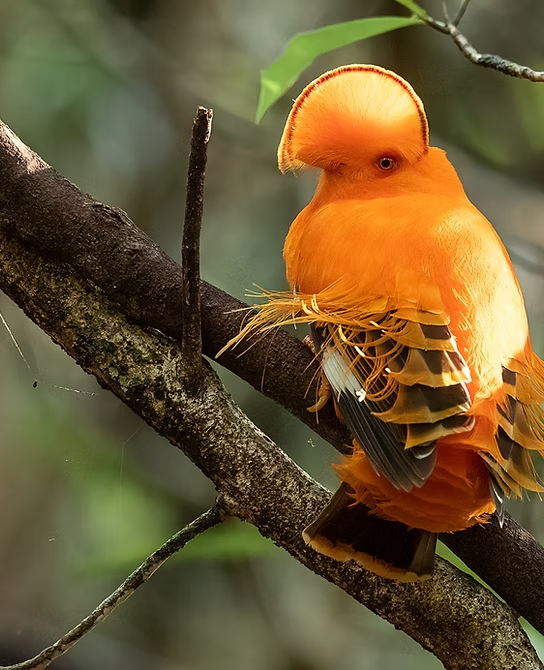MANAUS, AMAZONIA NATIONAL PARK AND RORAIMA TOUR