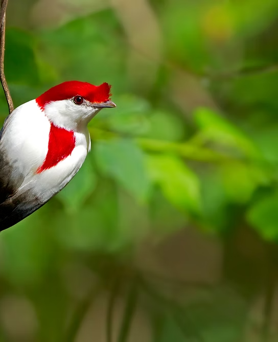 Araripe Manakin