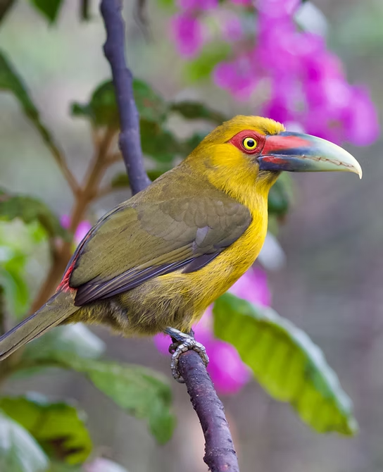 Itatiaia National Park