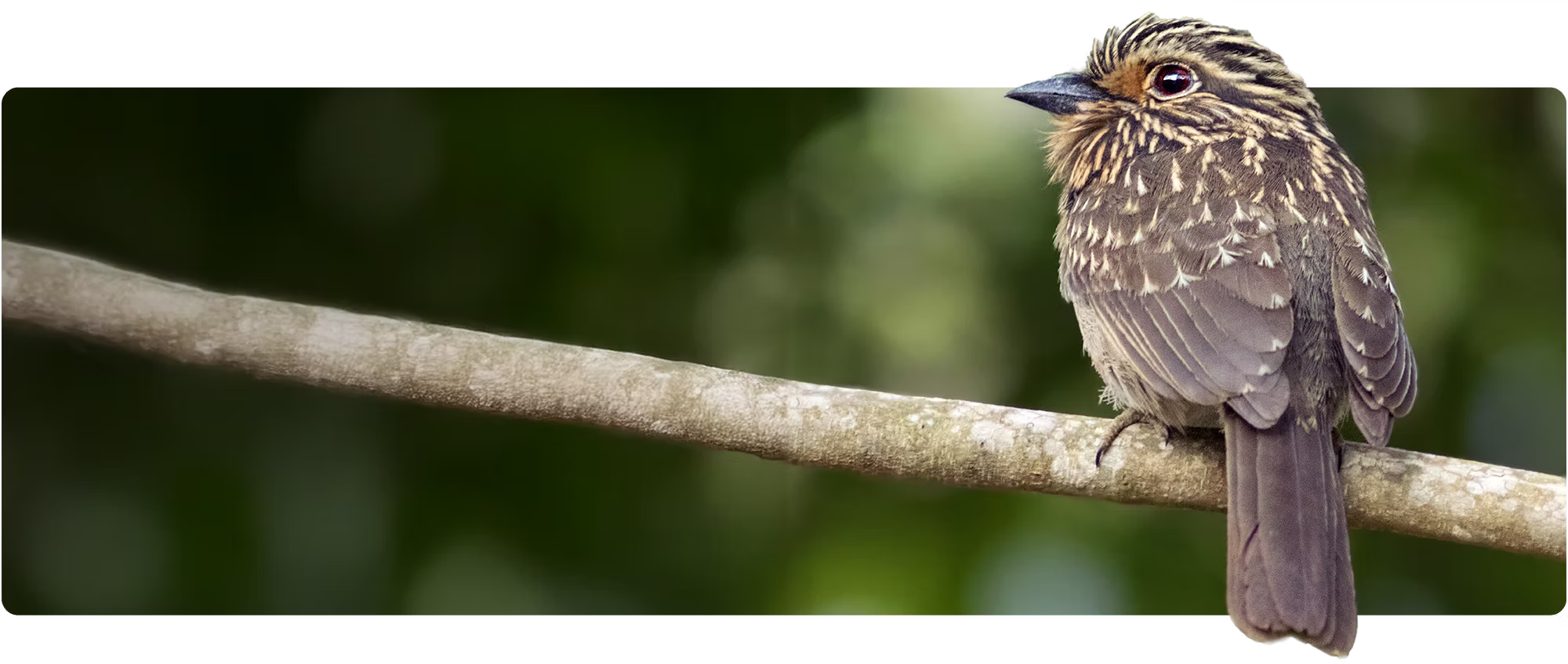 Bird on branch - Tours