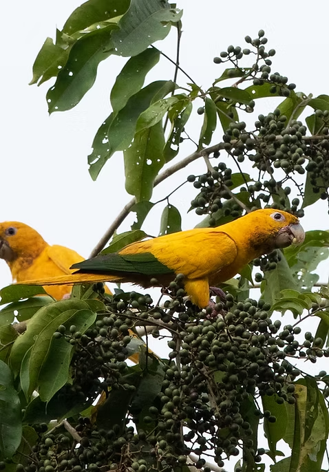 PARÁ COMPLETE TOUR