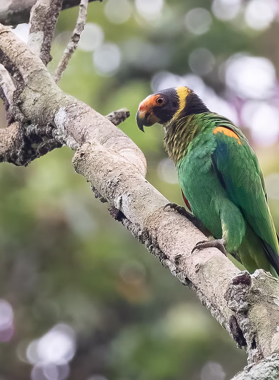 Pará Parrots Tour