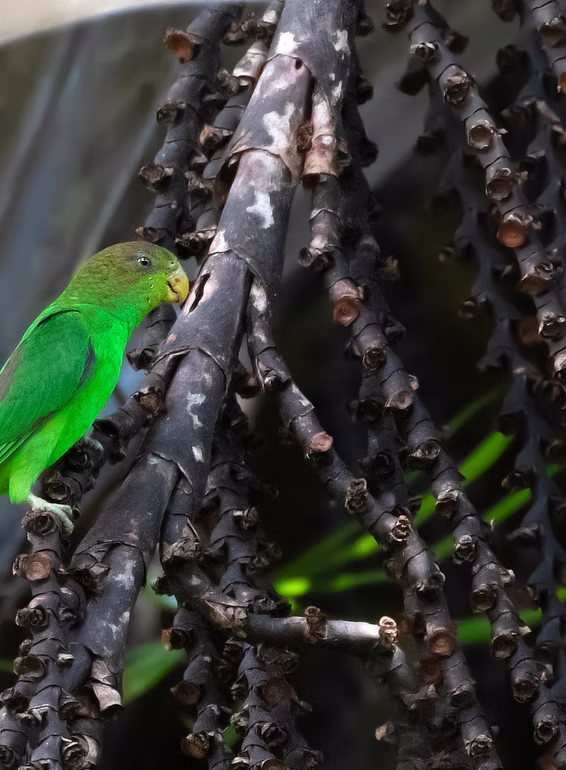 Manaus Parrots Tour