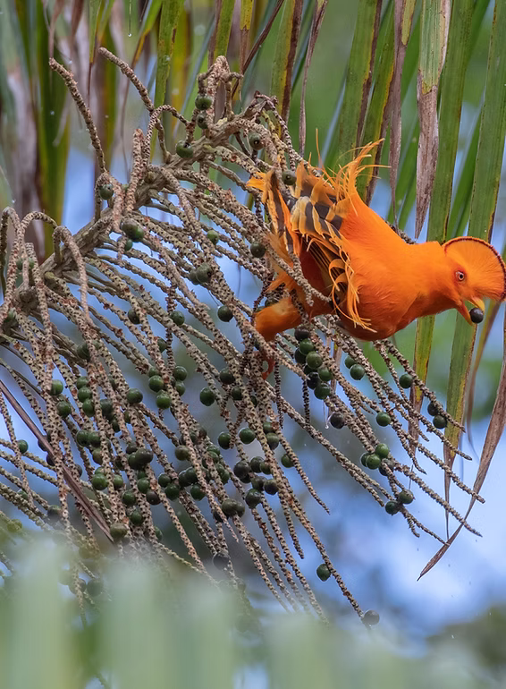 Pantanal + Southeast + Amazon Clean Up