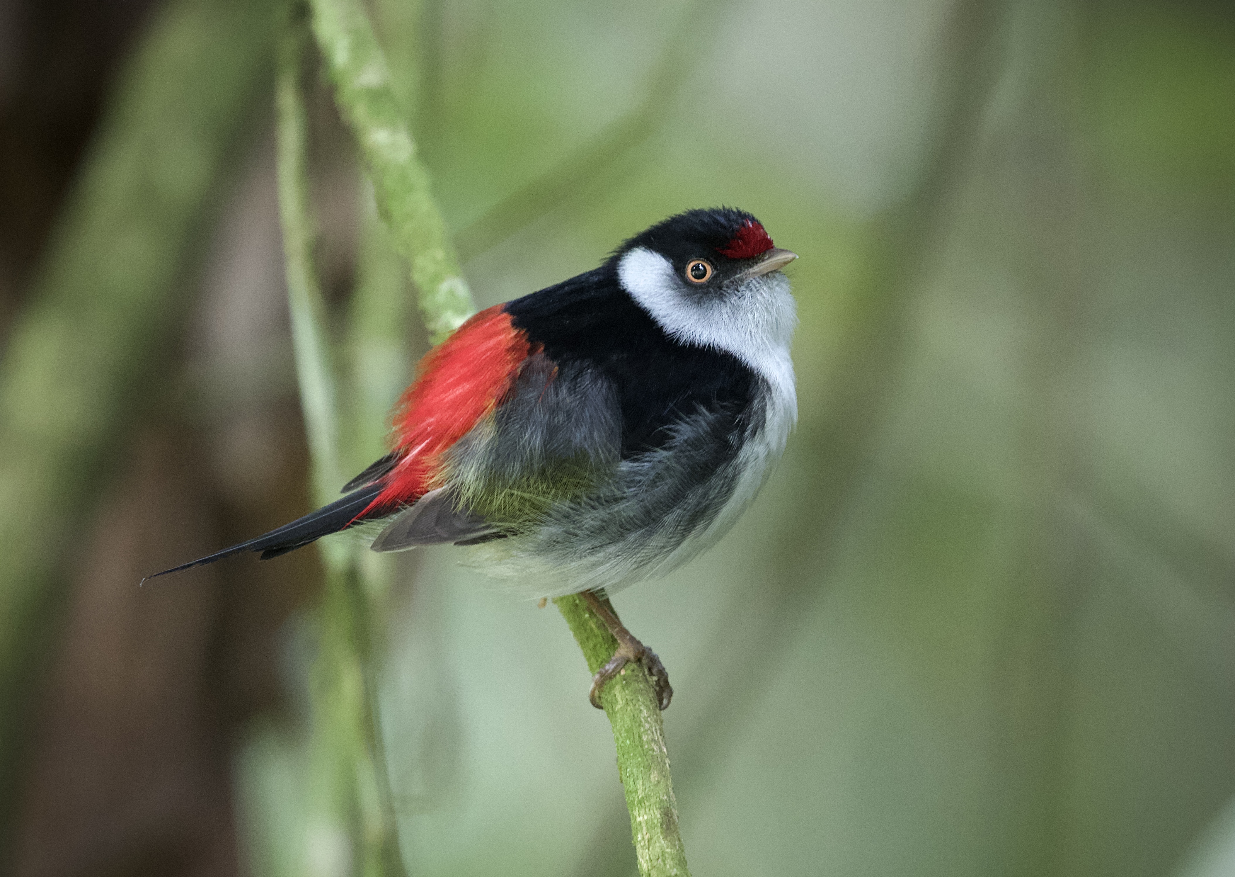 Helmeted Woodpecker